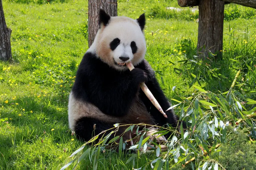 panda, beauvalle, fauna-206297.jpg