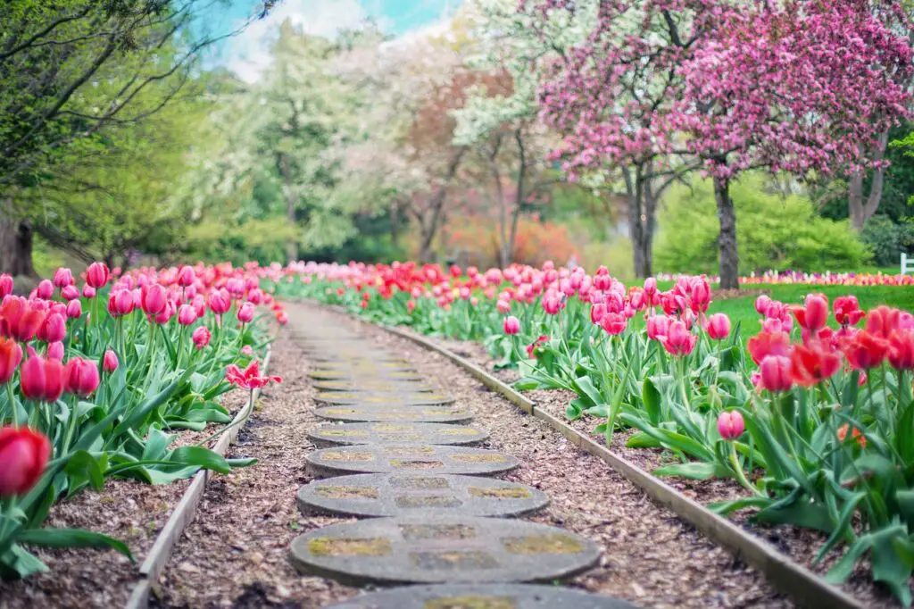 pathway, path, pink tulips-2289978.jpg